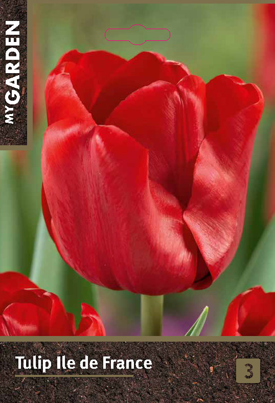 Тюльпан триумф Иль Де Франс